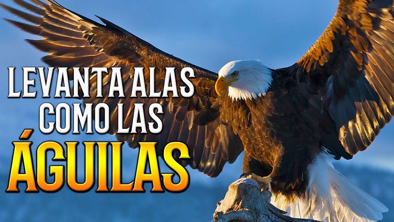 Total 75+ imagen cancion cristiana como las aguilas sus alas levantaran