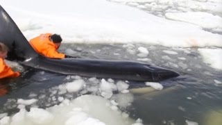 Trapped Orca Freed in Russia! by Animalist 13,223 views 7 years ago 31 seconds