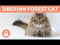 SIBERIAN CAT - Characteristics, Care and Health の動画、YouTube動画。