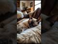 The Sleep of an Angel: Cutest Cat Dreams Ever – Billi Ke Sabse Cute Sapne