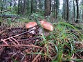 grzyby 2020 Borowiki grzybobranie w deszczu. Белый гриб mushrooms