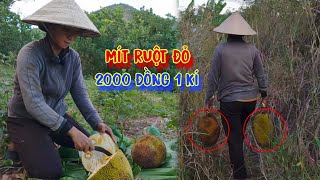 MÍT RUỘT ĐỎ thơm ngon, LÁI BUÔN ép giá BÁN RẺ như cho, người dân VỨT BỎ hết  tập 928