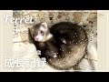 【成長記録】フェレットの赤ちゃんお迎え～1歳までの成長記録