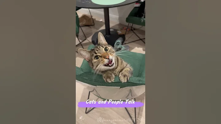Watch the video about Cats and People Talk 3.0 #funny #funnyvideos #foryou #fypage #cute #funnycat #funnyamimals #fyp #pet