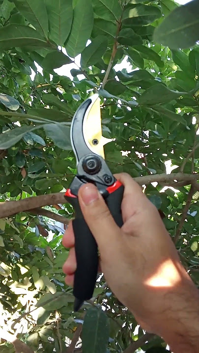 Fukuda SK5 pruning shears sharpness test!