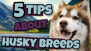 5 tips you should know before getting a husky (mini video)