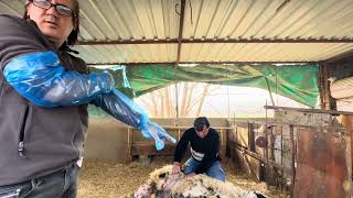 Doğum Sancisi Çeken Koyuna Muayene Yaptim Koyunlar Neden Doğuramaz
