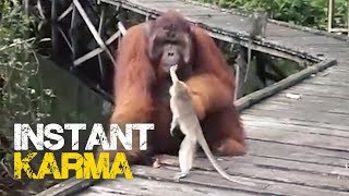 Monkey Steals Banana from Orangutan's Mouth - Instant Regret Resimi