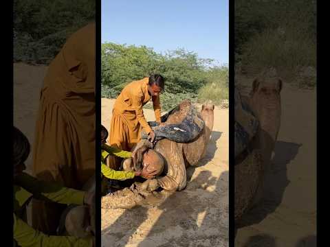 يعطي العلاج الصحراوي سكون ا للجمل   