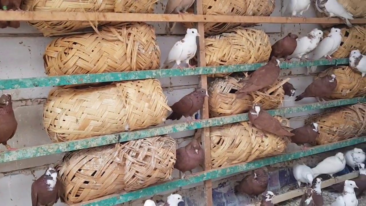 اليوم الشرح لعلاج 5×5ول تي ان ول ترايكو لدايه الجديدة لعيونكم