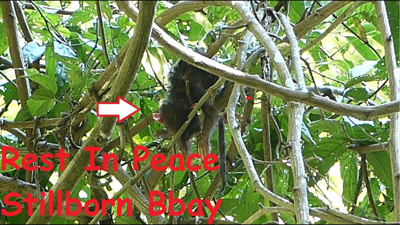 Million Sadness Pity Poor Mom Elsa Stillborn Her Newborn Baby RIP After Gave Birth This Morning.