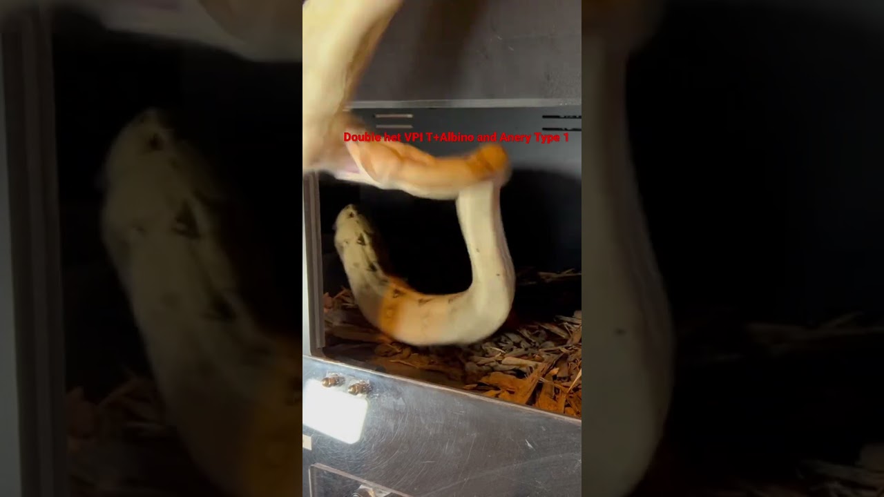 Female boa feeding (Double Get for VPI T+ Albino and Anery Type 1)
