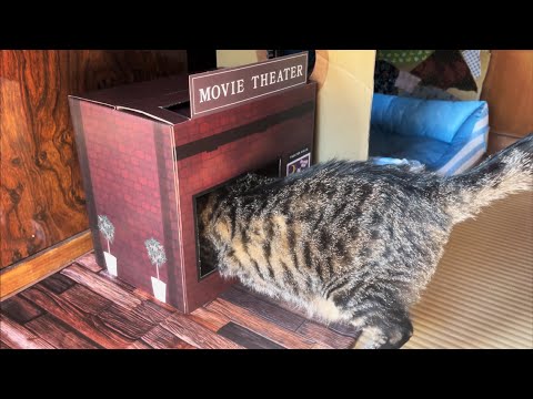 猫専用？映画館なのだ　We got the movie theater for cats