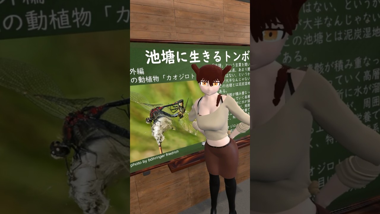 【生態学】番外編「カオジロトンボ」 絶滅危惧種の紹介【学術系Vtuber】