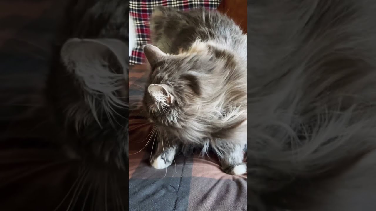 A Big Hairballs after brushing our cat How to stop hairballs in cat 