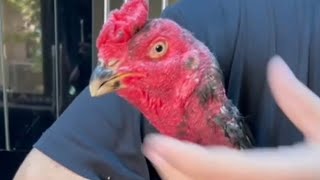 картинка: АССАЛОМУ АЛЛЕКУМ ХАММАГА ПАРВОЗЛАР ОЛГАНГАЯМ СОТГАНГАЯМ БАРАКАСИНИ БЕРСИН. 