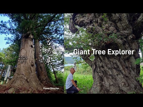 『日根牛の大クリ』宮城県〜登米市編