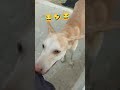Dog comedy video #funny#comedy #dogshorts #doggielife #dog #pets #bollywood #desidog #dogsworld