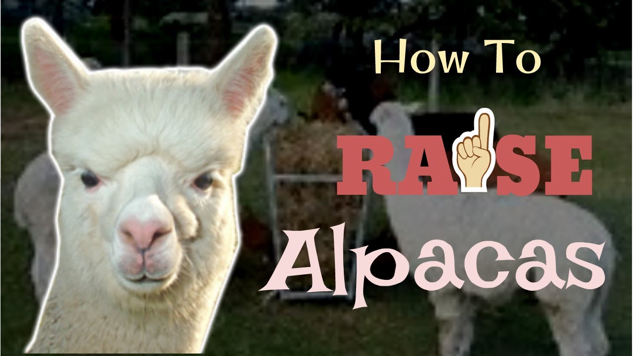 How to raise alpaca