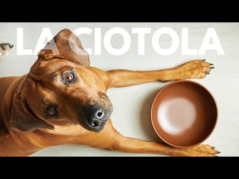 Video: Come scegliere la migliore ciotola per cani per il tuo cane