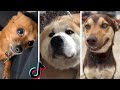 Funny DOGS Compilation! 😂 Try Not to Laugh! 😂