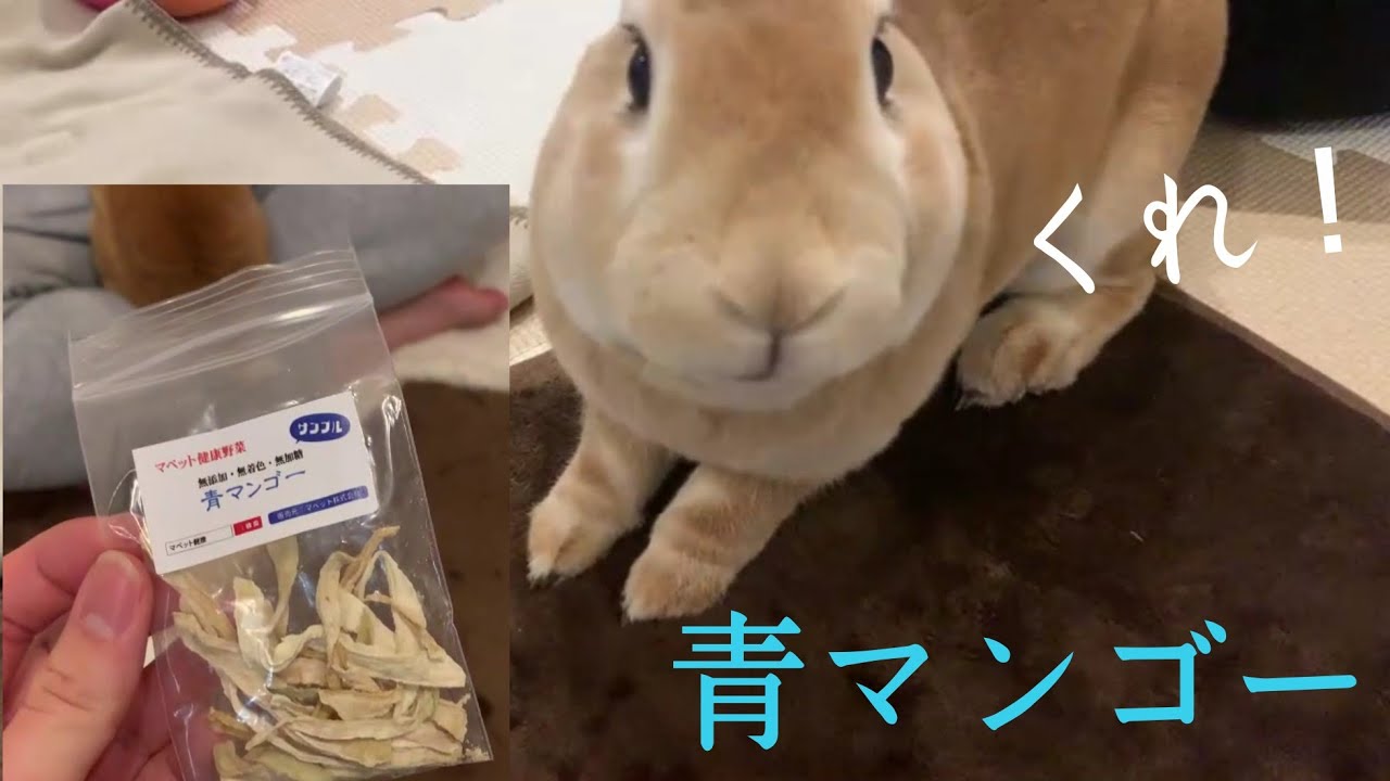 うさぎ 青マンゴーが欲しすぎるうさぎ ミニレッキス Youtube