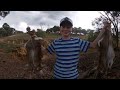 Ferreting  (Australia) PEST CONTROL
