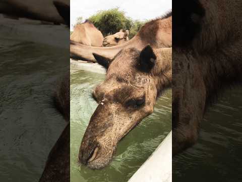 شرب الجمل الماء بكل قلبه وكان عطشان ا جد ا