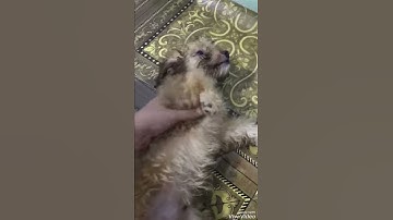 Bạn Tun chuẩn bị cạo lông máu 😂