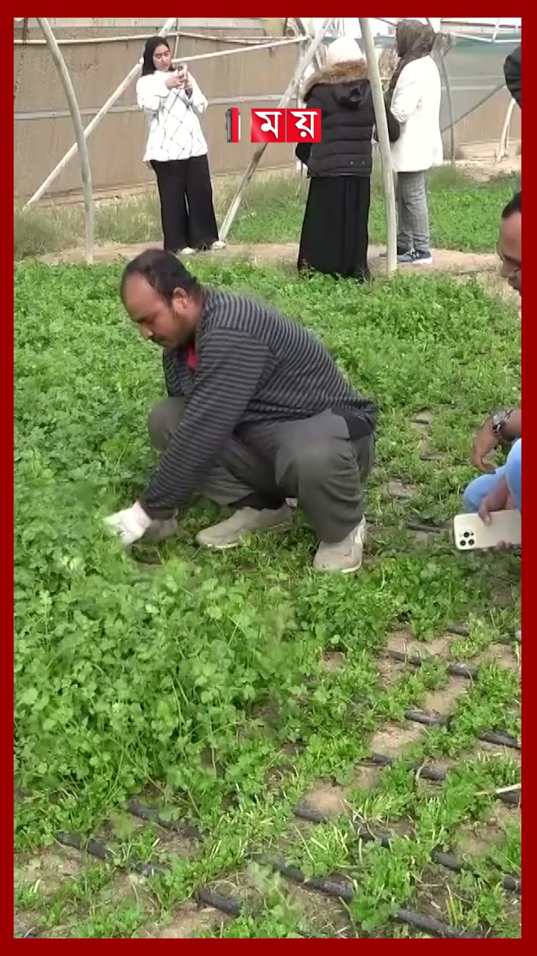 কুয়েতের কৃষি বদলে দিচ্ছেন বাংলাদেশিরা #agriculture #kuwait #expatriates #somoytv #shorts