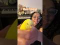 Live Highlight! Meet Mango 👋🏽👋🏽 #parakeet #birds #funny #livehighlight #subscribe #shorts