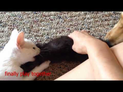 How To Introduce A Kitten To A Dog - Introducing kitten (11 weeks ) to puppy (4 months old)---first week