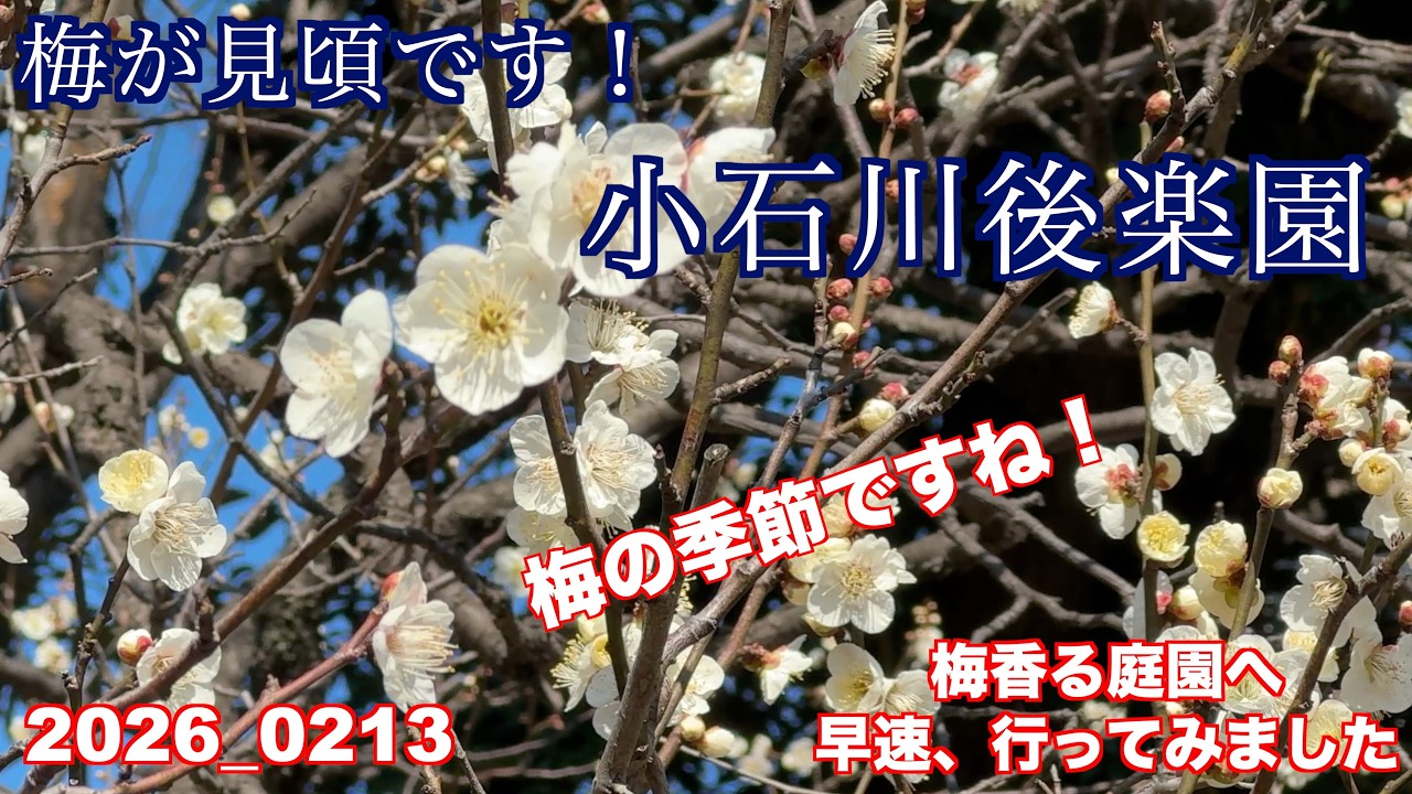 梅が咲いてますよ！小石川後楽園に、行きました。