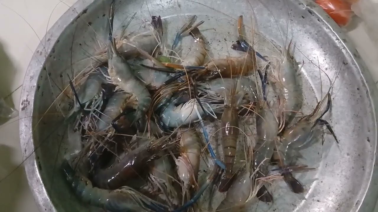 এ কেমন মাছ প্রথমবার খেলাম। আগে খেতাম মাছের বাচ্চাকে এখন মাছের মাকেই খেয়ে নিলাম 