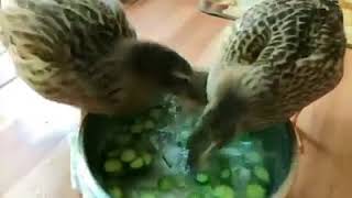 | 9GAG | When it took your mom 8 hours to prepare the meal and it's finally ready now