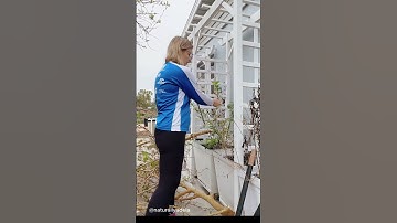 Mulberry Tree Trimming & Propagation: Growing New Trees from Cuttings | Pruning Mulberry Tree