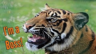 6 Reasons Tigers are Real Alpha Kings of the Jungle