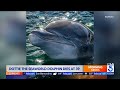 Dottie the SeaWorld dolphin dies at 39