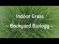 Indoor Grass  ~ Backyard Biology