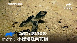 直擊綠蠵龜的產卵與孵化小綠蠵龜迎向大海的挑戰法蘭克的野生墨西哥動物星球頻道