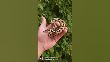 YB Pastel Puzzle Ball Python #ballpython #snake #reptile #puzzle #breeding #animals #pets #fyp #cool