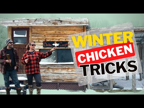 How We Winterize Our Chicken Coop + Maintenance In The Winter Chicken Coop