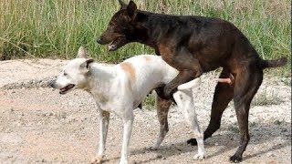 Awesome Smart Rural Dogs !! Dog Meeting for the Summer Season in Village, Very fast | Pets Life  #44