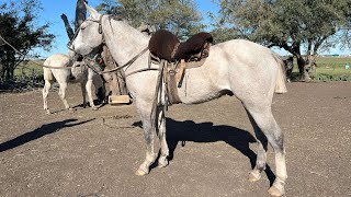 Caballo tordillo redomon - $1.000.000 - LOSEQUINOS.COM