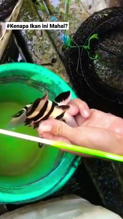 Kenapa Ikan ini Mahal? | Ikan Ringau #shorts #mancing #strike #tigerfish  #ikanhias