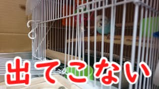 ケージの出入りに変化【セキセイインコ】