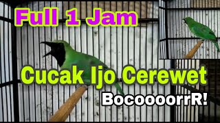 BURUNG CUCAK IJO GACOR BOCORR || DURASI 1 JAM FULL || TANPA IKLAN \u0026 JEDA