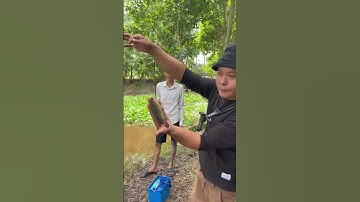 Cá rô đồng quá khủng rồi #fishing #maxlay