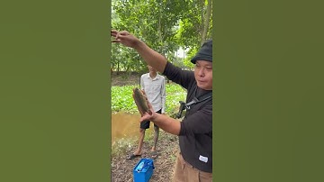 Cá rô đồng quá khủng rồi #fishing #maxlay