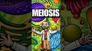 Meiosis